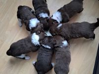 Australien Shepherd Welpen ❤️