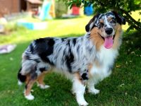 Australian Shepherd Deckrüde