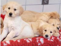 Labrador / Golden Retriever