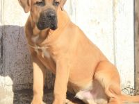 Cane corso Welpen
