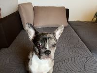 Französische Bulldoggen Welpen 950€ FP!!!