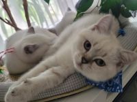 BKH Blue Point Kitten mit Stammbaum