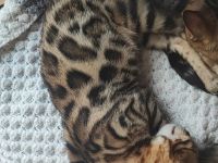 Reinrassige Bengalkitten