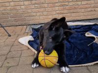 MALINOIS/BORDER COLLIE MIX