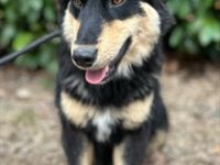 Verspielter Ludwig sucht eine Familie