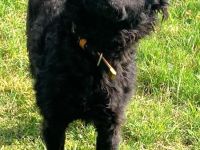 Lockenmädchen Ceta sucht ein Zuhause