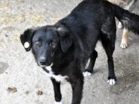 Wayona, gerettet aus dem städtischen Shelter, sucht ihre Menschen