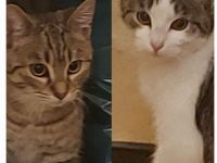 2 kleine Kater,  5 Monate