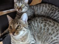 Zwei Katzen abzugeben