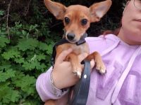 Mischlingshündin schweren Herzens abzugeben