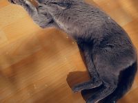 Russisch Blau abzugeben