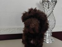 Bolonka Zwetna Welpen