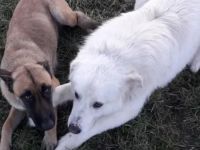 Mallinoi Pyrenäenberghund Osteuropäischer Schäferhund Mischling