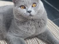 Bkh Deckkater mit Stammbaum, Blutgruppe B