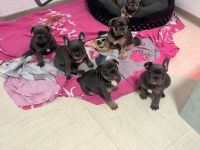 Französisch old englisch Bulldogge  blue welpen