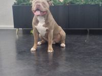 American XL Bully Deckrüde