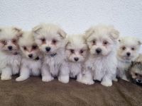 Wir suchen bald ein neues Zuhause