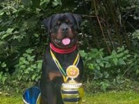 Rottweiler Deckrüde