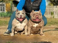 American Bully