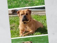 Continental Bulldoggen von der Verings Mühle