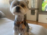 Deckrüde Yorkshire Biewer -kein Verkauf-