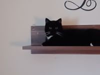 Britisch Kurzhaar Kater