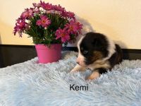 Reinrassige Australian Shepherd Welpen m. ASCA Papieren