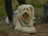 Schafpudel Welpen weizenfarben; altdt. Hütehund (4 Rüden, 1 Hündin)