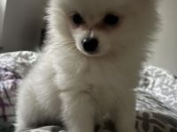 Zwergspitz Welpe 11  Wochen alt