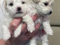 Bolognese štěňata