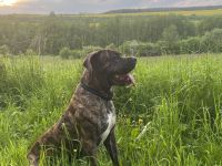 Presa Canario Deckrüde