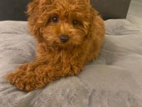 Maltipoo-Welpe Nala (4 Monate)