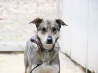 PATEN GESUCHT - Lilo, Schäferhund-Mix-Rüde, geb. 2021, noch keine Vermittlung