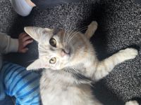 Europäisch Kurzhaar katze