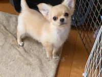 Reinrassige Langhaar Chihuahua Welpen, sehr süß und verspielt