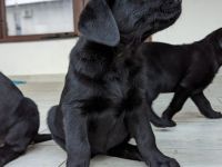 Labrador