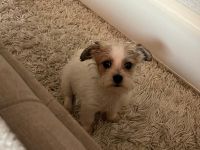Maljack(jack russell /malteser)