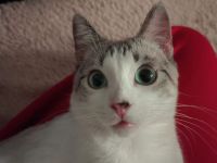 !DRINGEND! Orientalisch Siam Mix in gute Hände abzugeben