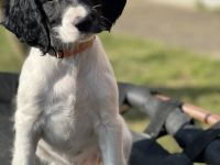 Große Münsterländer Welpen suchen ein liebevolles Zuhause