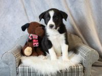 Border Collie Welpe