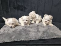 Mini Malteser Welpen