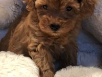 Sehr schöne Maltipoo ( kleine Doodle ) Welpen in Abricot und crème farben