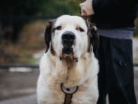 Keano - großer Schmuser sucht ein warmes Zuhause