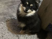 Pomeranian rüde