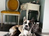 Langschnauziger französischer Bulldoggen Rüde für Erfahrene