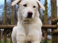 Whity sucht erfahrene Hundemenschen