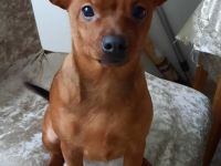 Welpe Zwergpinscher /  chihuahua Mischling Rüde