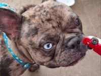 Französische Bulldogge