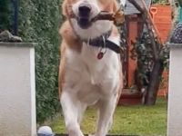 Buddy, 3 Jahre, sucht Happy-Home