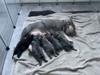 Französische Bulldogge Welpen